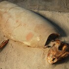 Archeologia, scoperto un antico cimitero per animali a Berenice: sepolti 600 tra cani e gatti