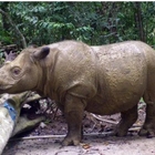 Morto l'ultimo rinoceronte di Sumatra della Malesia: estinzione a un passo, colpa della deforestazione
