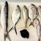 Scoperti 800 chili di pesce scaduto nel supermercato: sequestrata la merce e sanzioni per 7.500mila euro
