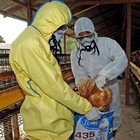Cina, virus dell'aviaria nei polli dell'Hunan: la regione confina con quella in cui è scaturita l'epidemia di coronavirus
