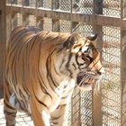 Coronavirus, tigre positiva a New York: ospite dello zoo del Bronx, infettata da un uomo, è la prima al mondo. Leoni sotto osservazione