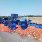 Camion perde carico di pomodori, gli automobilisti si fermano per raccoglierli
