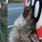 Catanzaro, lupo avvelenato e impiccato a un cartello stradale FOTO CHOC