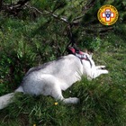 Escursionista precipita da 15 metri e muore: Marco aveva 36 anni. Stava tentando di salvare il suo cane