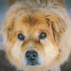 I cani piangono quando vedono i loro padroni: uno studio mostra il modo in cui provano emozioni
