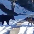 Orso e cane giocano sulla neve in Abruzzo: il video è subito virale