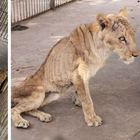 Leoni dello zoo del Sudan muoiono di fame, campagna internazionale per salvarli