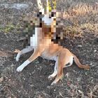 Cane abbandonato legato ad un albero muore impiccato: stava cercando di liberarsi