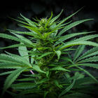 Covid, due componenti della cannabis potrebbero bloccare l'infezione