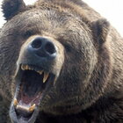 Trento, inseguito da un'orsa nei boschi: ecco come si è salvato