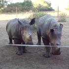Come fa il rinoceronte? Ecco il suo sorprendente verso!