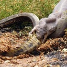 Pitone mangia un coccodrillo (Facebook/GG Wildlife Rescue)
