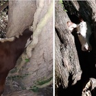 La mucca resta incastrata in un albero: l'incredibile salvataggio dei vigili del fuoco