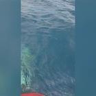 Ponza, delfini a poche centinaia di metri dal porto (video concesso da DMD Sea Service)