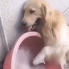 Cane soffre il caldo e si costruisce la piscina da solo