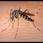 Febbre del Nilo, paura a Venezia: individuato cluster di zanzare infette. Ecco cosa si rischia