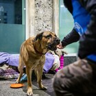 A Milano i veterinari di "strada" aiutano i cani dei senzatetto. «Basta pregiudizi: accudiscono con amore i propri animali»