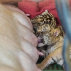 Due maialini vivi nella gabbia della tigre: bufera sullo zoo thailandese