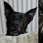 Cane muore di paura per i fuochi d'artificio: «Tremava, il suo cuore non ha retto più»