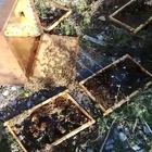 Incursione di mamma orsa, distrutto allevamento di api