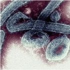 Marburg, il virus uccide due persone in Ghana